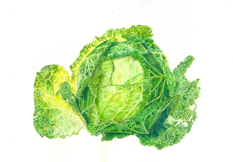 Cavolo
