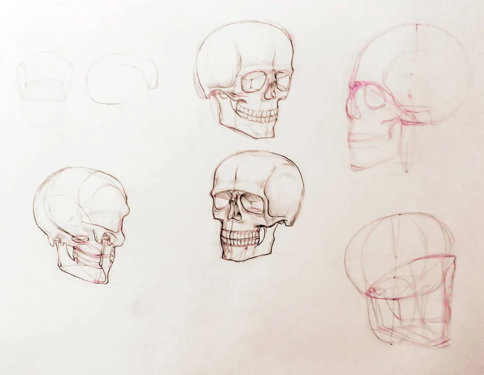 Anatomie