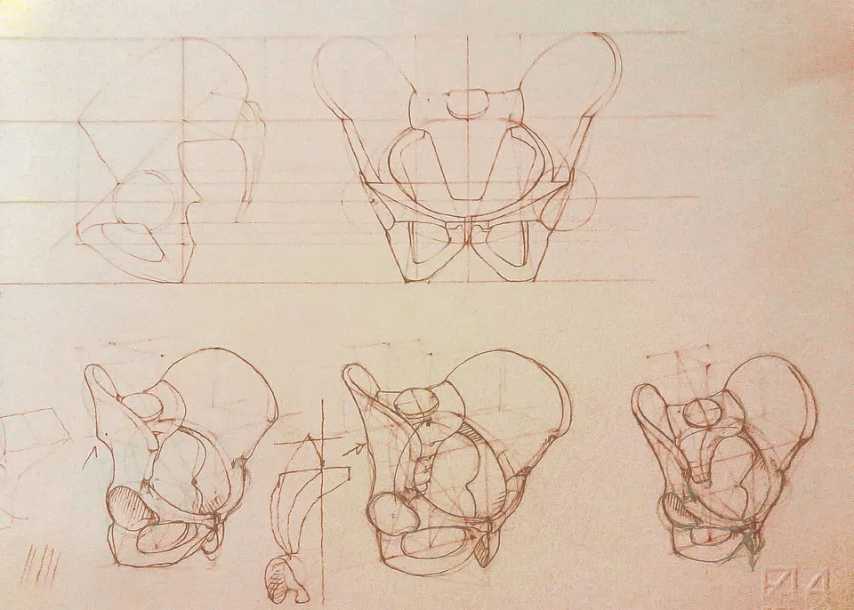 Anatomie