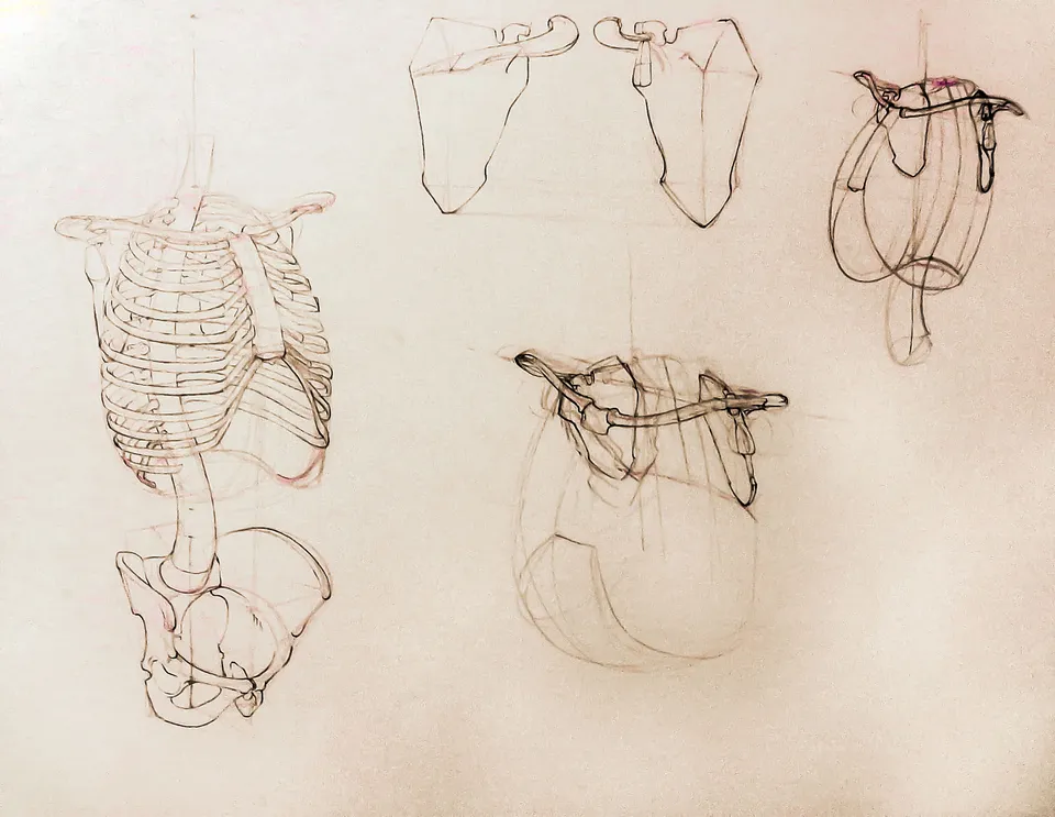 Anatomie