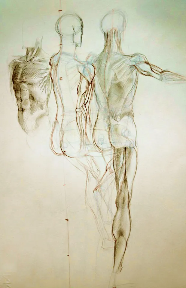 Anatomie