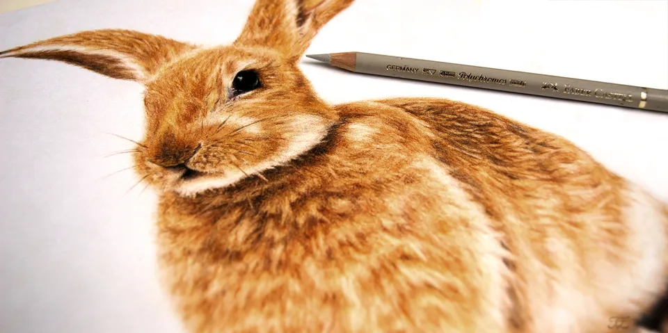 Hase