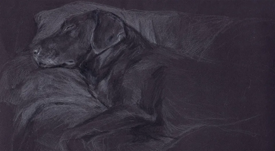 Hund