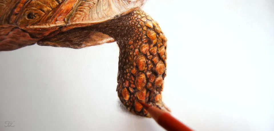 Schildkröte