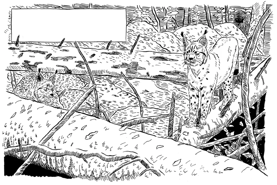 Luchs Krimi (Entwurf)