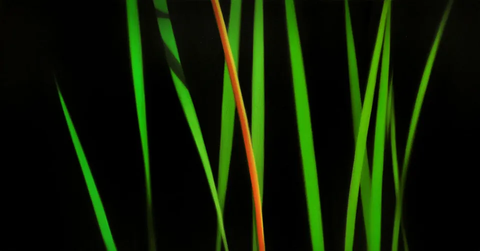 Gras 2