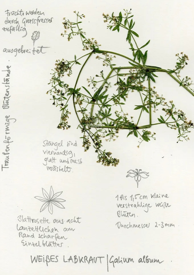 Wiesenlabkraut