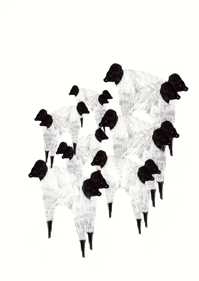 sheep