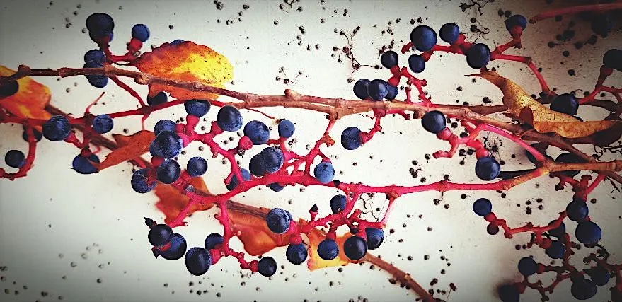 Wildwein Früchte