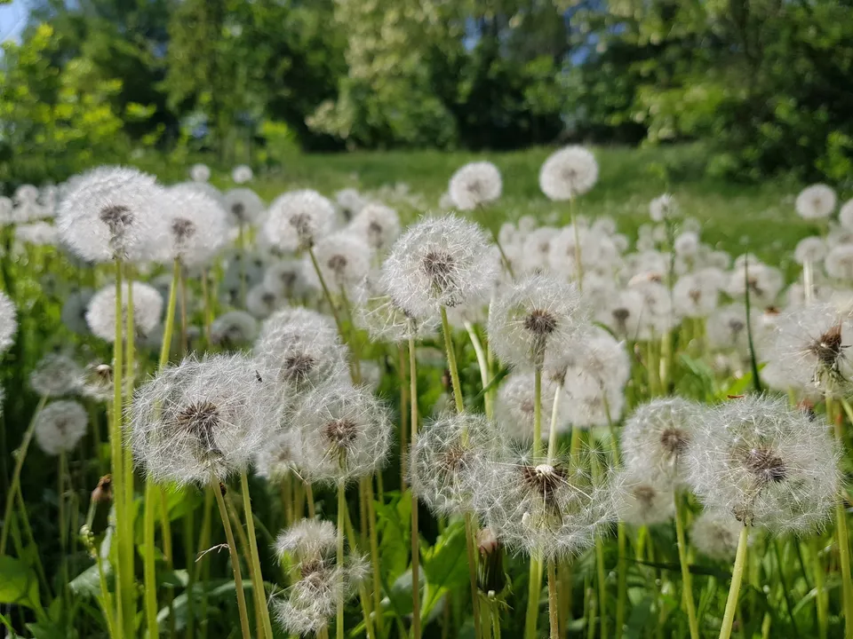 Pusteblumen