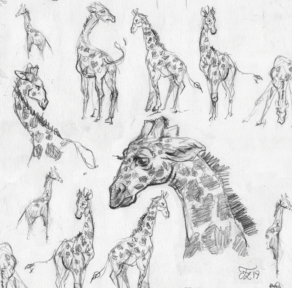 Giraffen